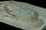 Lower Cambrian Trilobite (Longianda) - Issafen, Morocco #177334-3